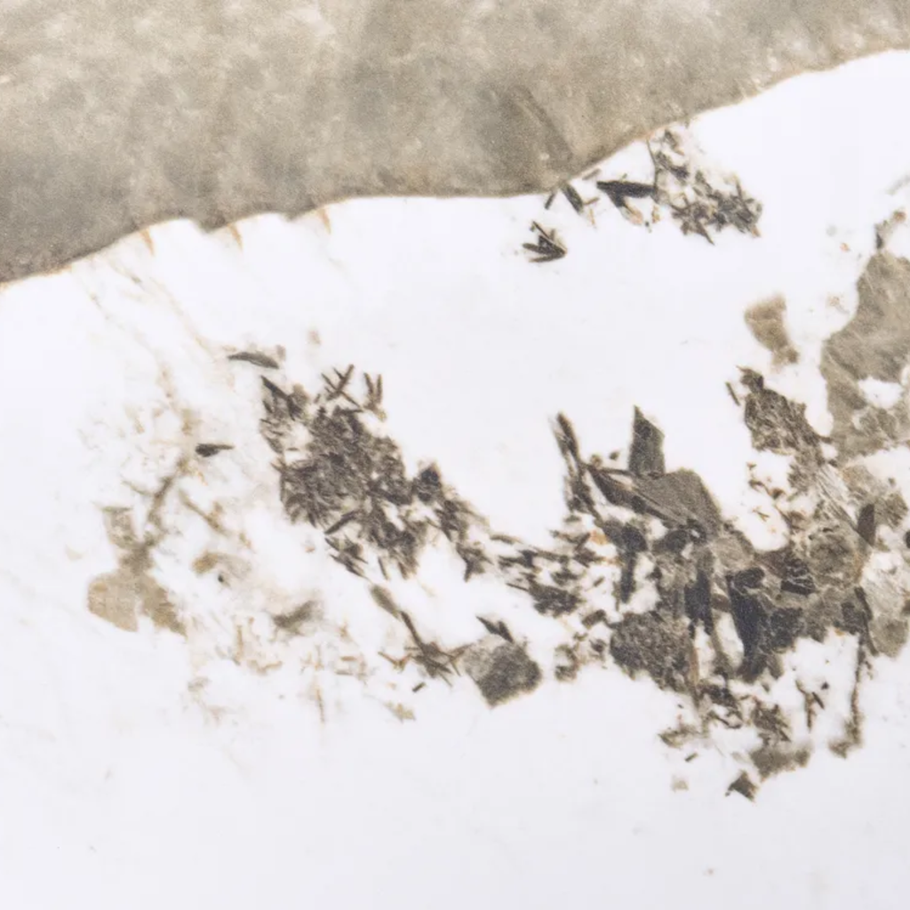 Close-up of a textured surface with white and brown patterns